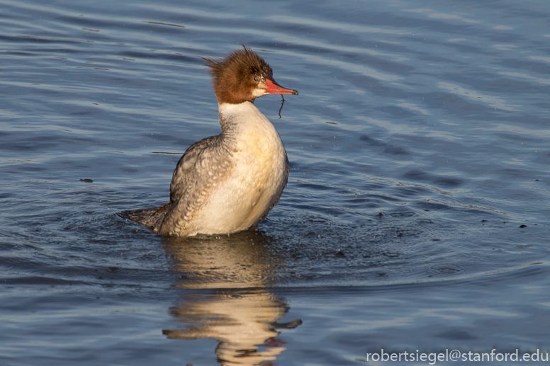 hayward regional shoreline